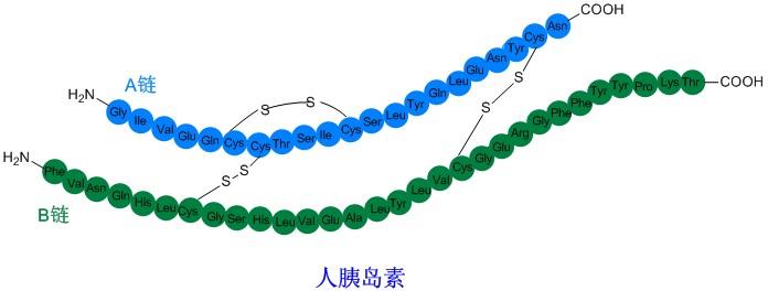 胰島素合成技術(shù)1.jpg