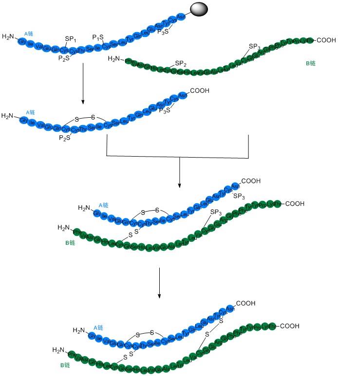 胰島素合成技術(shù)2.jpg
