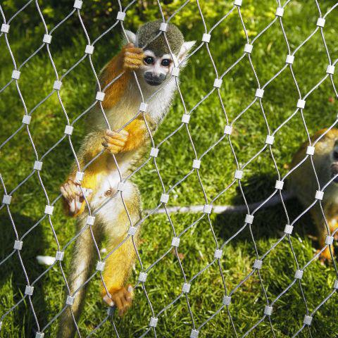 Monkey Enclosure Mesh(1).jpg