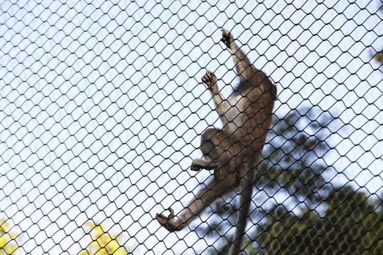 Basel-Zoo-Webnet-Primate-Enclosure-Close-Up.jpg