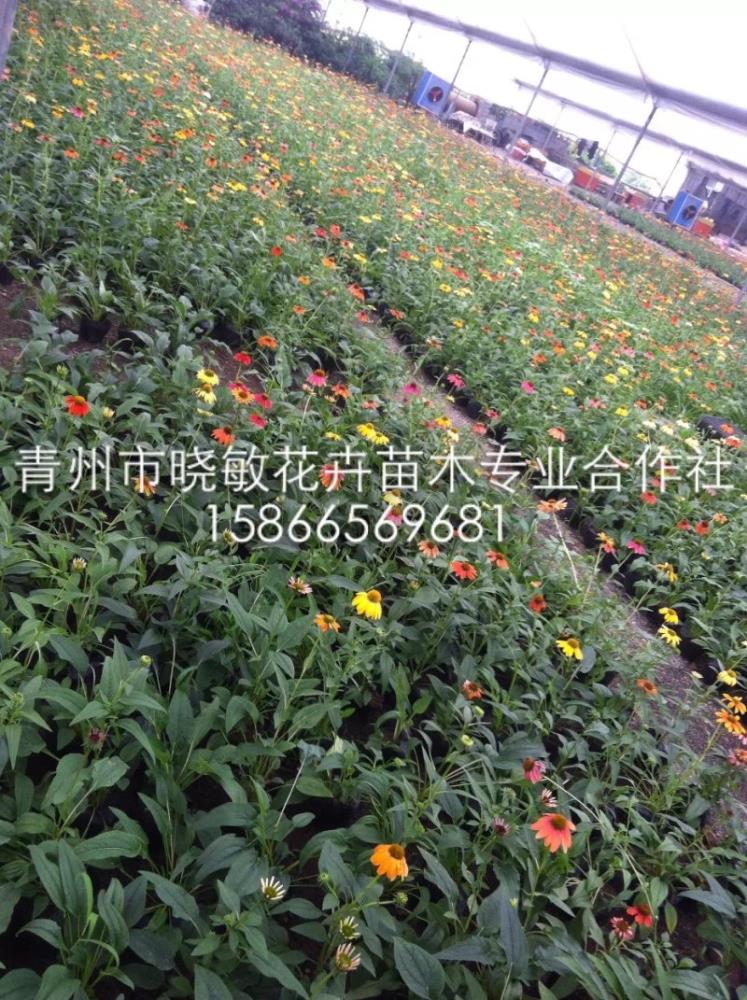 松果菊12.jpg