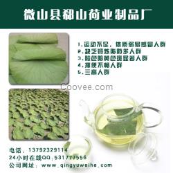 供應(yīng)蓮葉大量銷售 荷葉 干荷葉 量大從優(yōu)