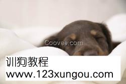 <em>女王训狗</em>视频_<em>女王训狗奴</em>_