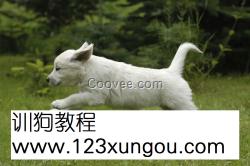 <em>女王训狗奴</em>_国外训狗_