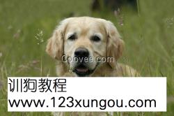 <em>女王训狗奴</em>国外训狗