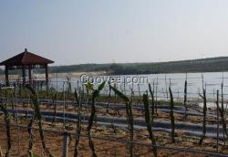 广西台湾大红火龙果苗批发