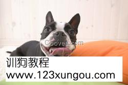 斗牛犬vs藏獒小米斗牛犬手机壳