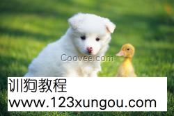 怎样训狗捕猎_怎样训狗捡东西