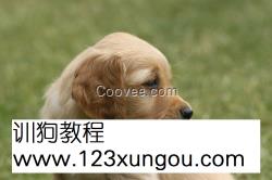 雪纳瑞<em>好听的狗名</em>雪纳瑞要多久洗一次