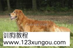 金毛犬亮毛粉价格金毛犬上火怎么办