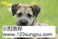 金毛犬鼻子发红金毛犬鼻子眼角长痘痘