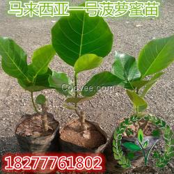 菠萝蜜树苗\/四季马来西亚1号菠萝蜜苗