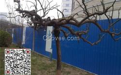 天津南开围挡_东海彩钢围挡厂_彩钢围挡