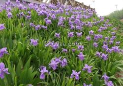 德州宿根花卉,君誠花卉苗木,宿根花卉種植