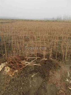 银杏采叶圃,博宇银杏,银杏采叶圃价格