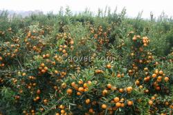 供应茂谷柑树苗 草莓树苗 菠萝蜜树苗莲雾