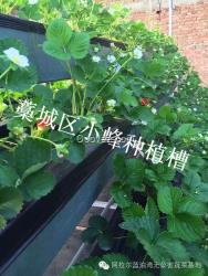 種植育苗槽廠家