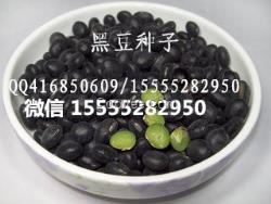 黑大豆種子/黑豆種子/黑豆籽/大黑豆種子