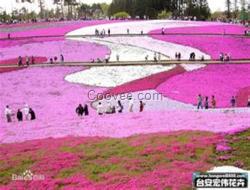 芳青花卉苗(圖)、宿根花卉類、宿根花卉