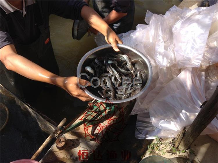 潮州叉尾鮰鱼苗批发市场汕头斑点叉尾鮰鱼苗珠