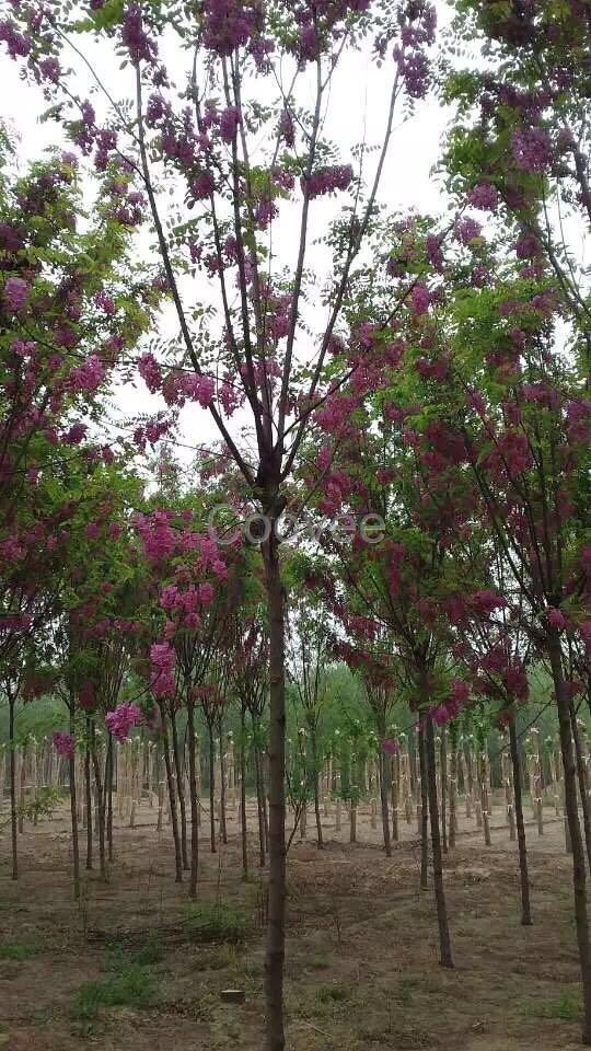 香花槐