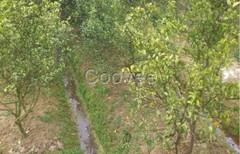 施达优大棚蔬菜土壤杀菌剂专用药青苔病特效药