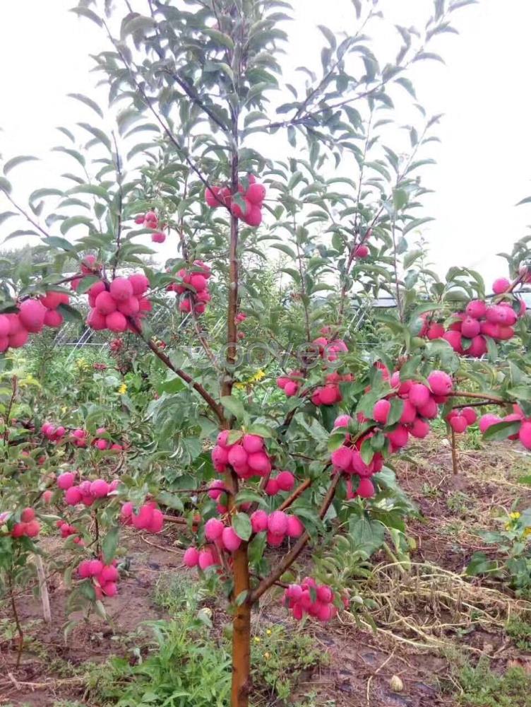 自然清香鸡心果二刀苗