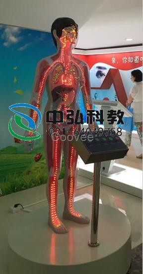 微电脑吸毒血液循环演示模型吸食毒品危害演示