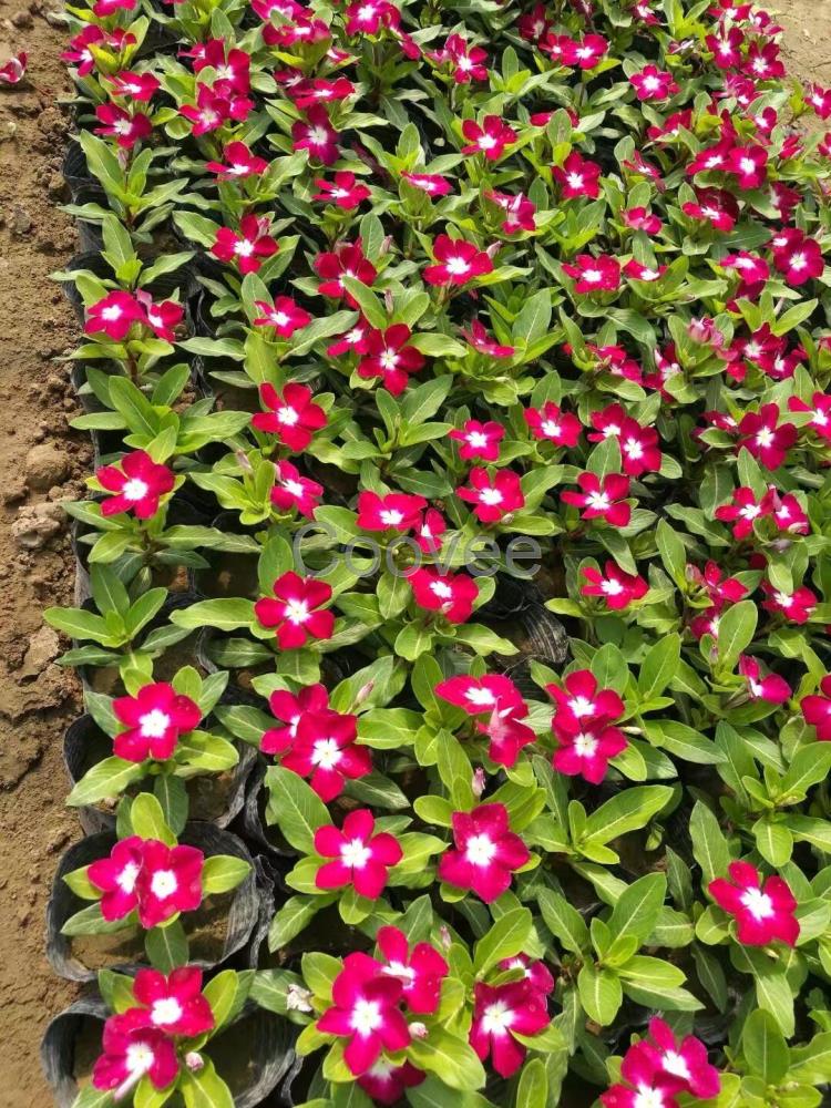 【西安北郊草花】西安北郊草花基地