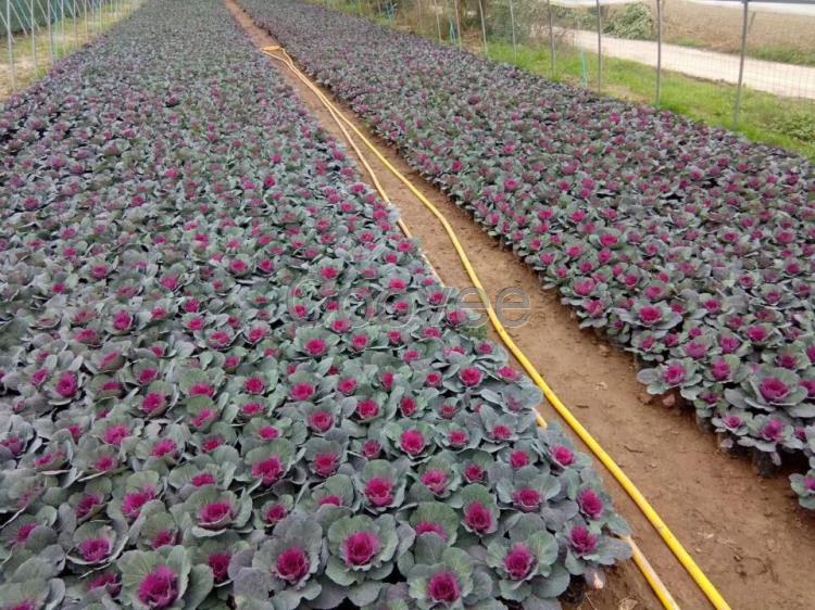 【马王草花基地】马王草花基地