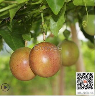 泰安水果批发l百香果l沃柑l茂谷柑批发找广西山