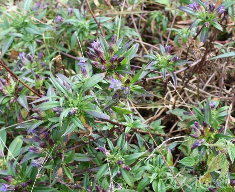 供应商机 医药 中药/中成药 植物原药材 龙胆草提取物   本品含龙胆苦