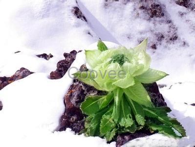 雪蓮花提取物