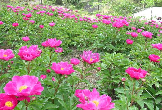 【优质观赏芍药苗批发】优质观赏芍药苗批发山东观赏