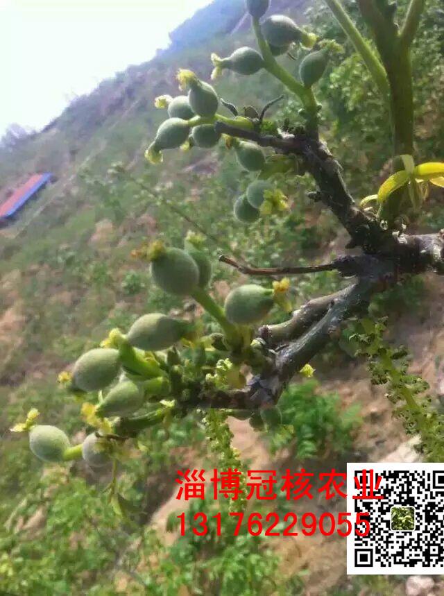 冠核三號核桃苗的研發(fā)培育基地 冠核一號和冠核三號特點(diǎn)