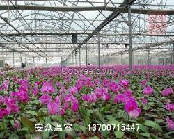 温室花卉大棚建设 绿色花卉大棚 安众商贸