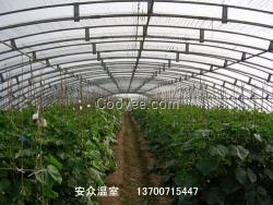 蔬菜大棚建设费用 蔬菜大棚建设技术 安众