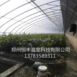 河南温室蔬菜大棚骨架厂冬暖式蔬菜大棚建设