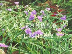 苗木花卉/苗木花卉低价供应