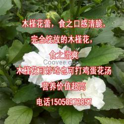 白花重瓣木槿苗当年开白色花木槿树苗无穷花