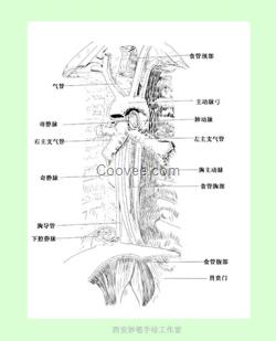 妙笔医学美术