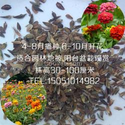 春播百日草种子价格百日花种子种植花海花籽