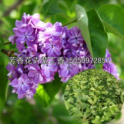 丁香树苗批发紫丁香小苗发基地直销丁香花苗