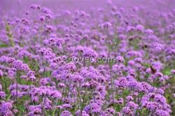 济宁宿根花卉|君诚花卉苗木|宿根花卉种植