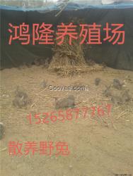 笼养杂交野兔养殖技术 散养杂交野兔养殖技术，鸿隆肉兔养殖场