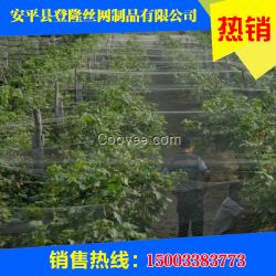 大棚葡萄种植专用防鸟网/葡萄防鸟网-登隆网业