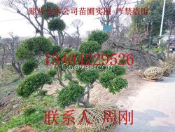 苏州别墅庭院苗木批发、别墅苗木种植基地、庭院景观造型树木