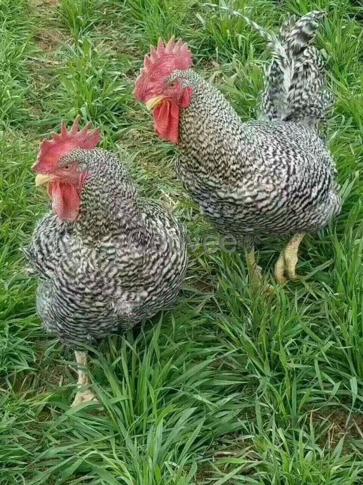 芦花鸡苗批发芦花鸡苗厂家芦花鸡苗销售中心芦花鸡养殖技术