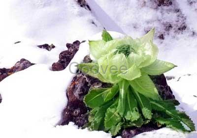 北京有卖天山雪莲的