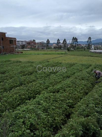 广西速生杉树苗批发柳州速生杉树苗厂商南宁杉树苗种植技术图片